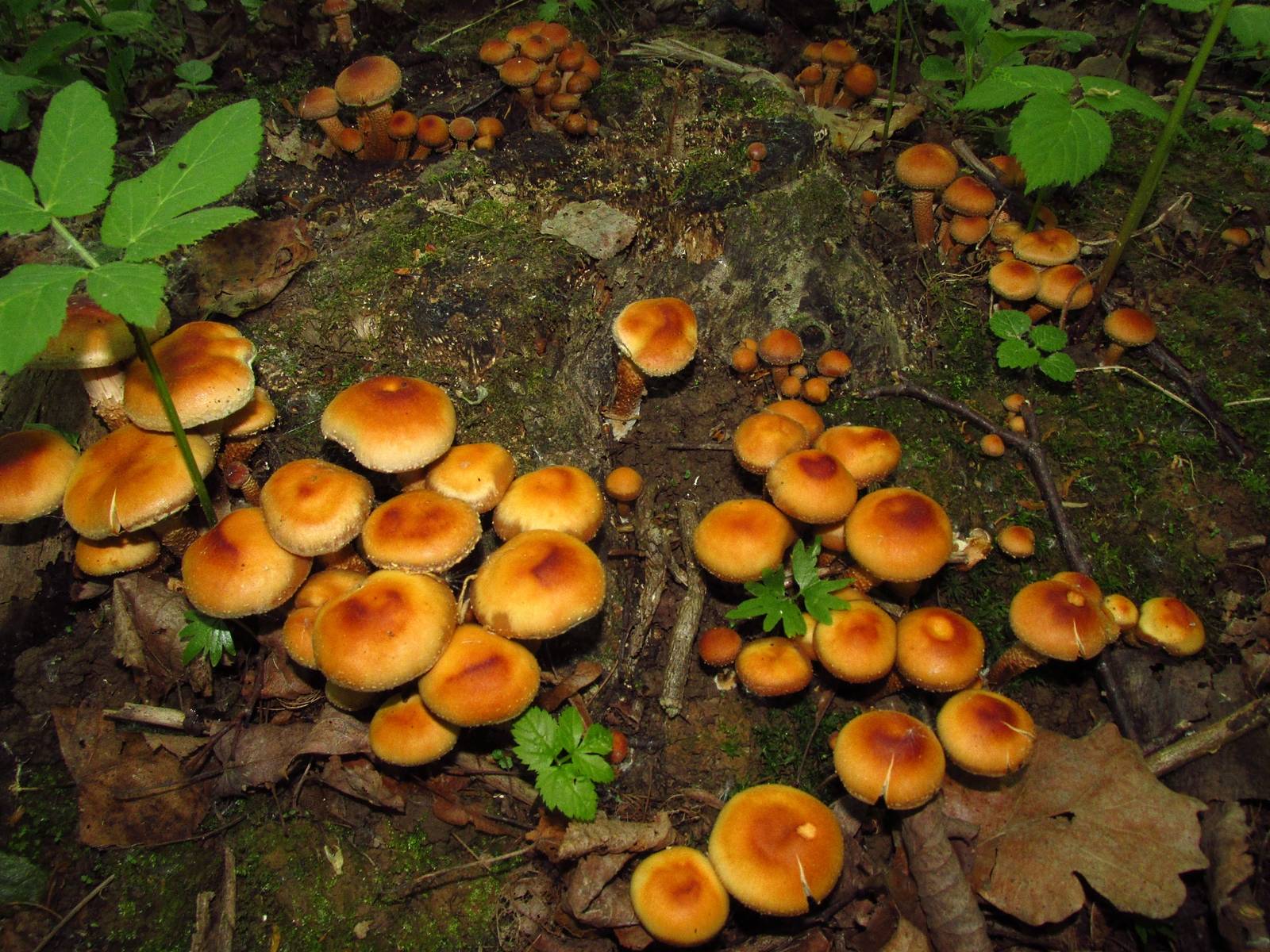 Какие грибы растут в июле месяце?