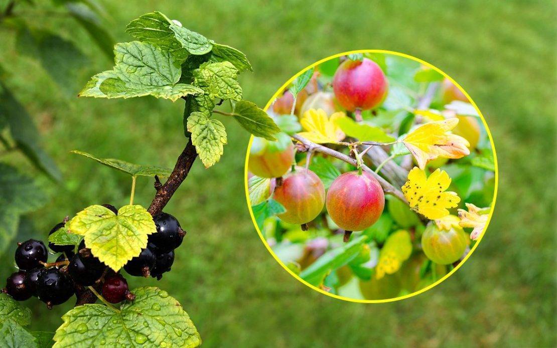 Желтеют листья у смородины: что делать, если куст черной или красной ягоды пожелтел и сохнет, чего не хватает желтому сорту весной в мае и летом