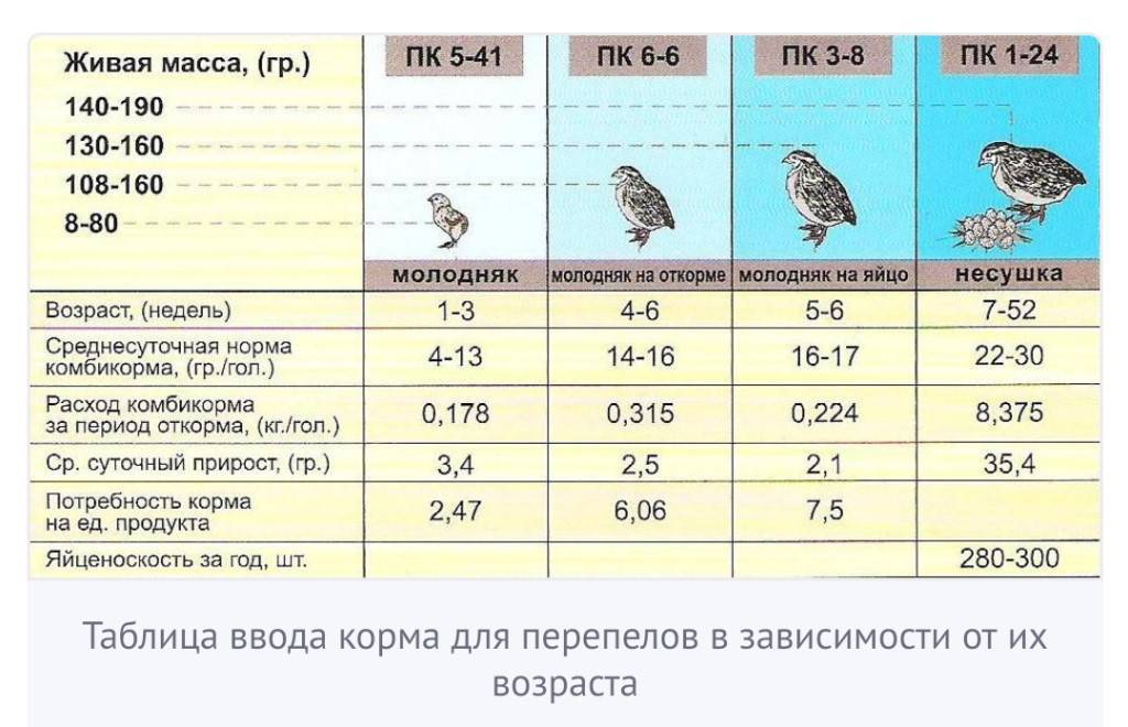 Уход и содержание перепелов в домашних условиях для начинающих