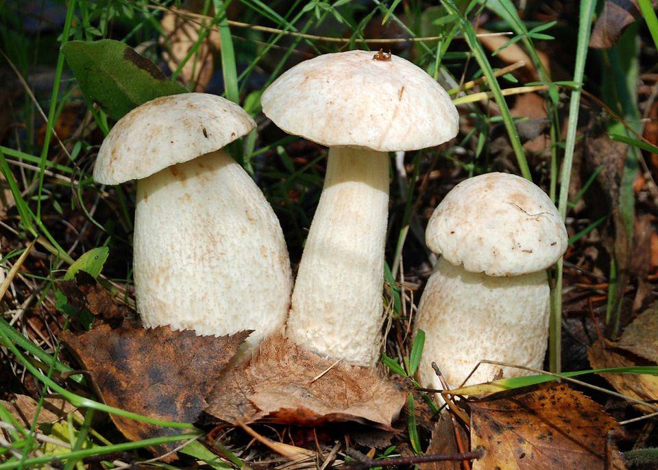 Подосиновик белый или осиновик (leccinum percandidum): фото, описание, рецепты приготовления и как отличить от белого гриба