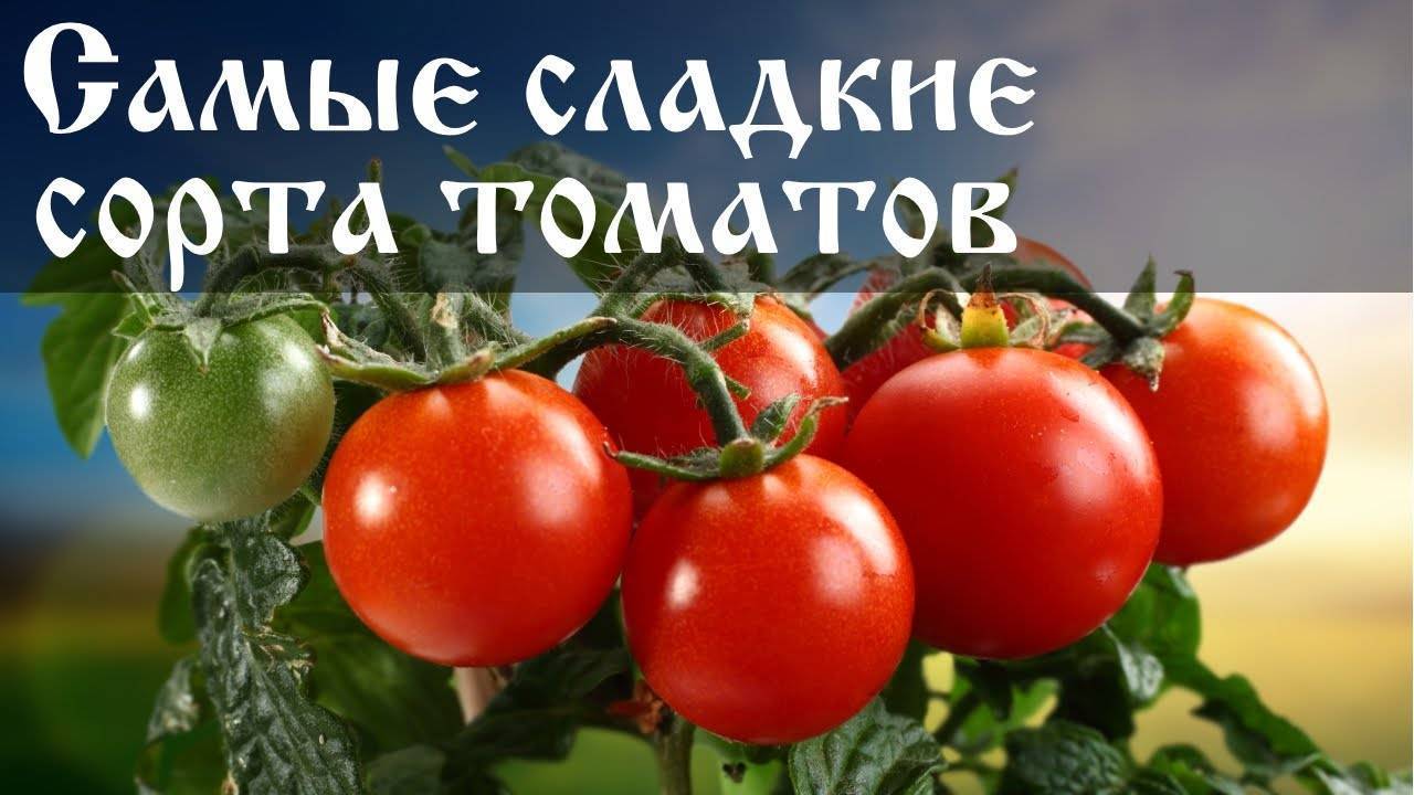 Мои любимые сорта томатов - огород