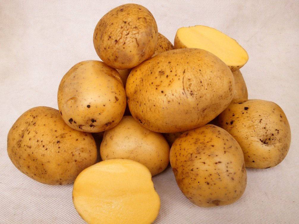 Картофель винета: описание сорта, фото, отзывы