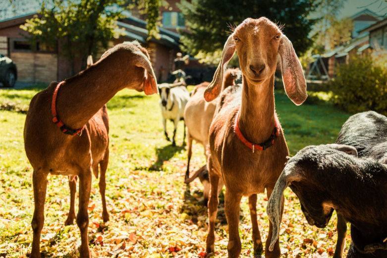 Англо-нубийские козы: описание и характеристика, содержание и разведение, продуктивность