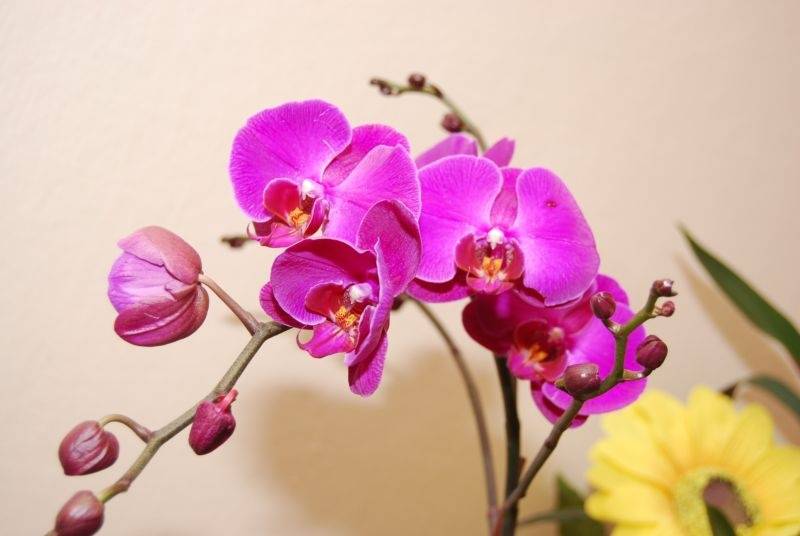 ✅ комнатная орхидея: где родина растения - сад62.рф
