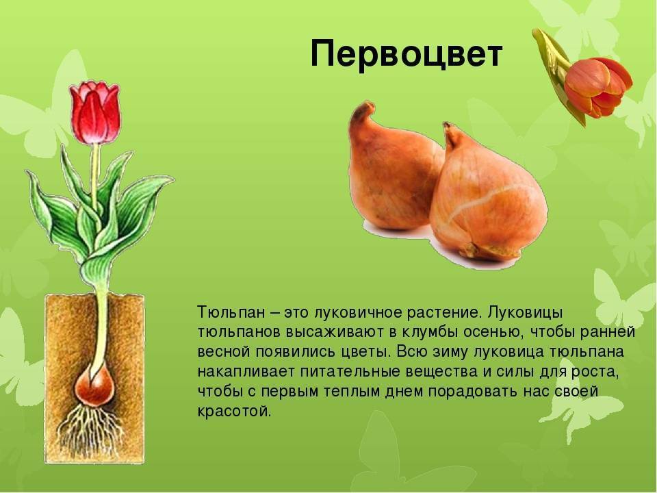 Как размножаются тюльпаны. как размножается тюльпан — особенности разведения