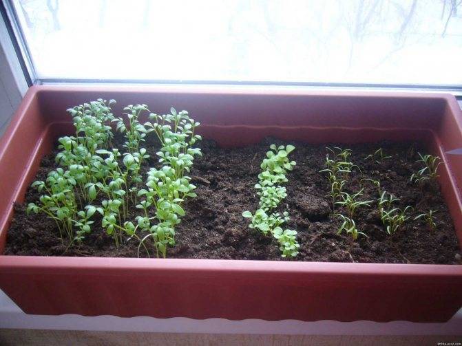 Петрушка на подоконнике: выращивание из семян и уход
