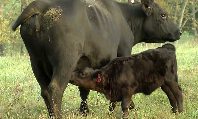 Почему у коровы горчит молоко: после отела, что делать, чем лечить, можно ли пить