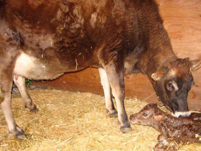 5 причин, почему у коровы горчит молоко