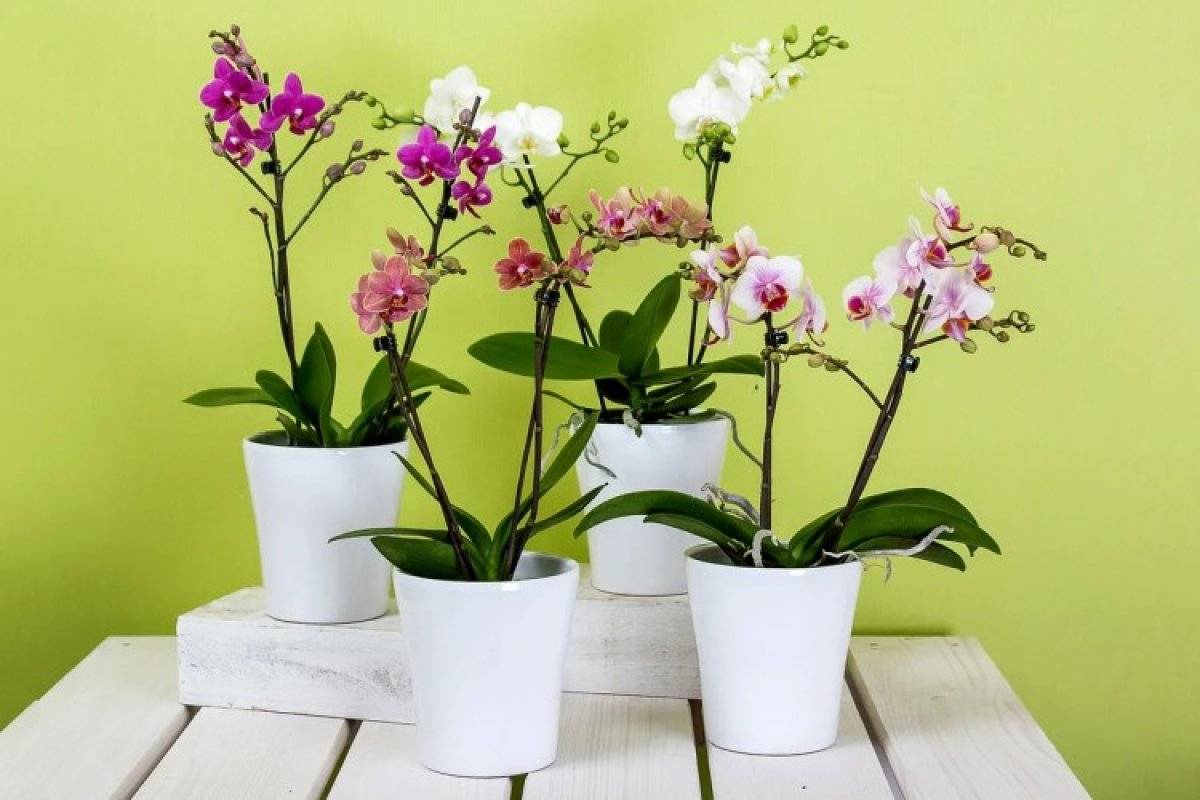 Орхидея: уход в домашних условиях