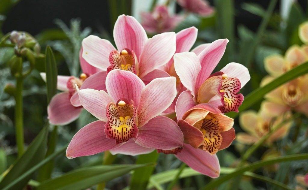 ✅ какой цветок похож на орхидею - питомник46.рф