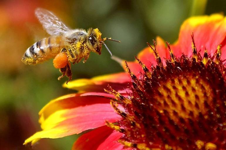 Трудовые будни общественных насекомых: что собирают пчелы пыльцу или нектар