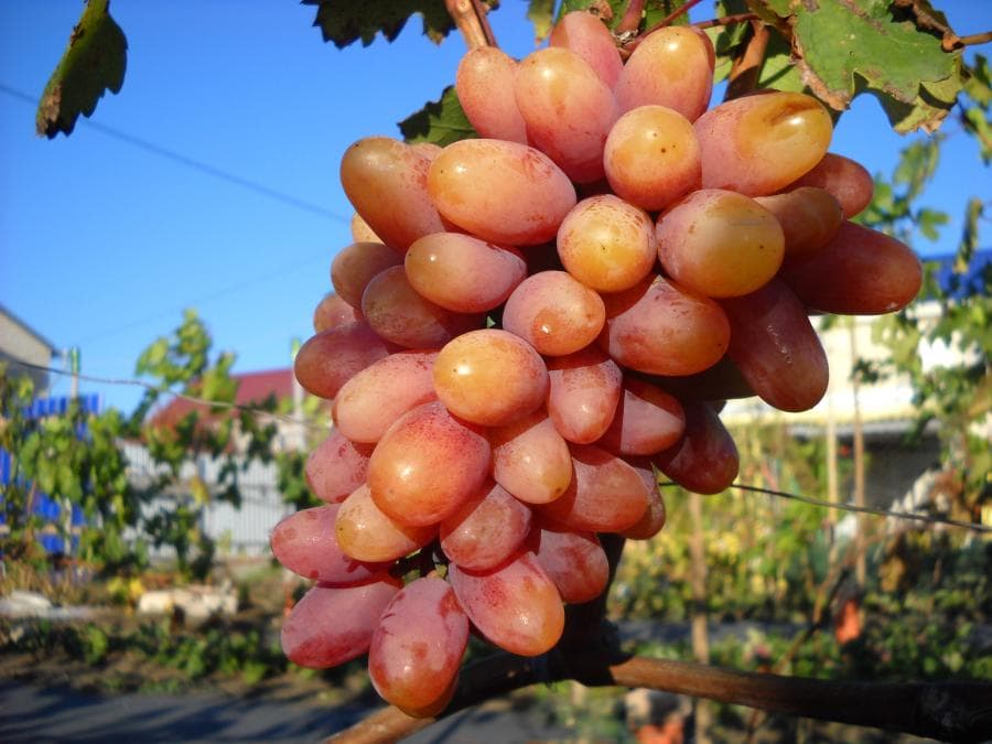 Виноград преображение: описание сорта с характеристикой и отзывами, особенности посадки и выращивания, фото