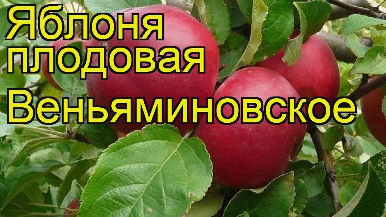 Яблоня вельяминовская описание сорта фото