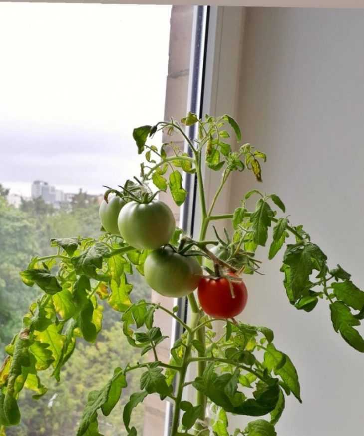 Как вырастить помидоры на балконе или подоконнике