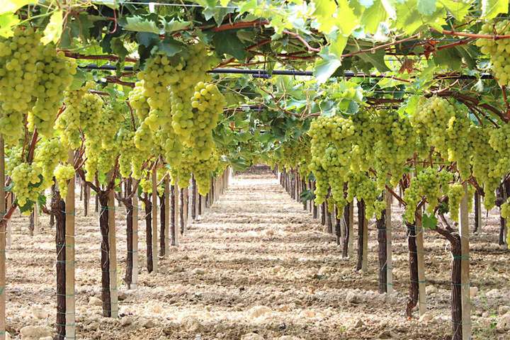 Описание и технология выращивания сорта винограда галбена ноу (золотинка)