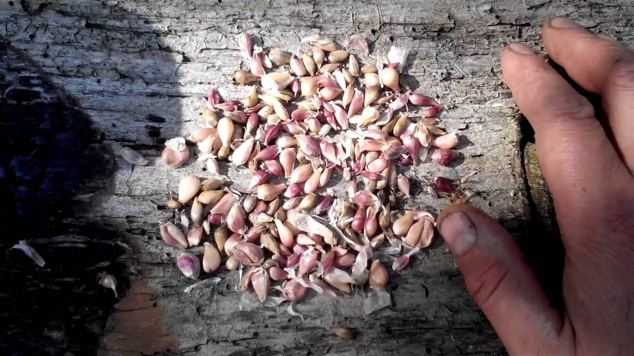 Посадка и выращивание чеснока из бульбочек в открытом грунте, уход и сбор урожая
