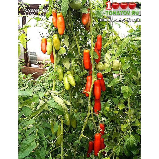 Томат казанова: отзывы, фото, описание сорта, посадка и уход, выращивание помидора, урожайность, вкусовые качества