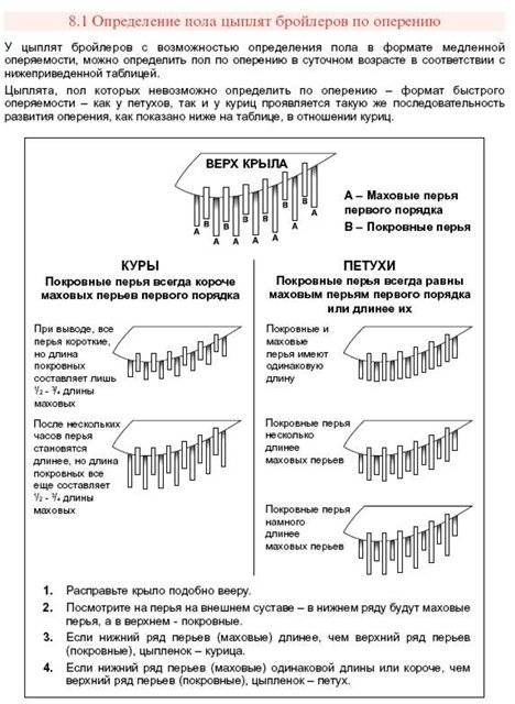 Как отличить курицу от петуха в 5 месяцев фото и описание