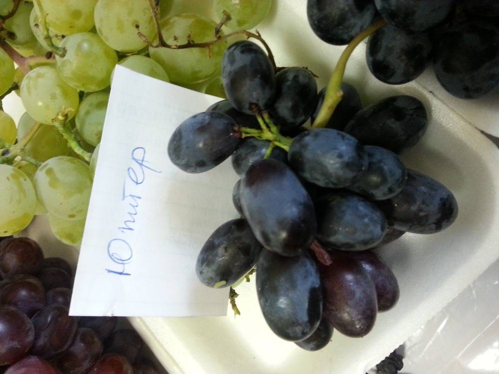 Описание и характеристики сорта винограда юпитер, выращивание