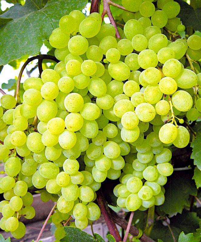 Виноград русбол — описание и особенности ухода, фото и отзывы садоводов