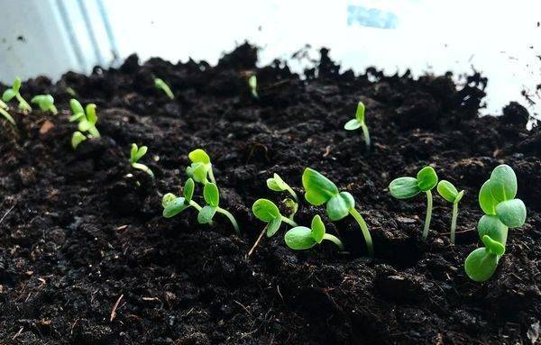 Выращивание цинии из семян — когда сажать на рассаду, благоприятные дни 2021 года