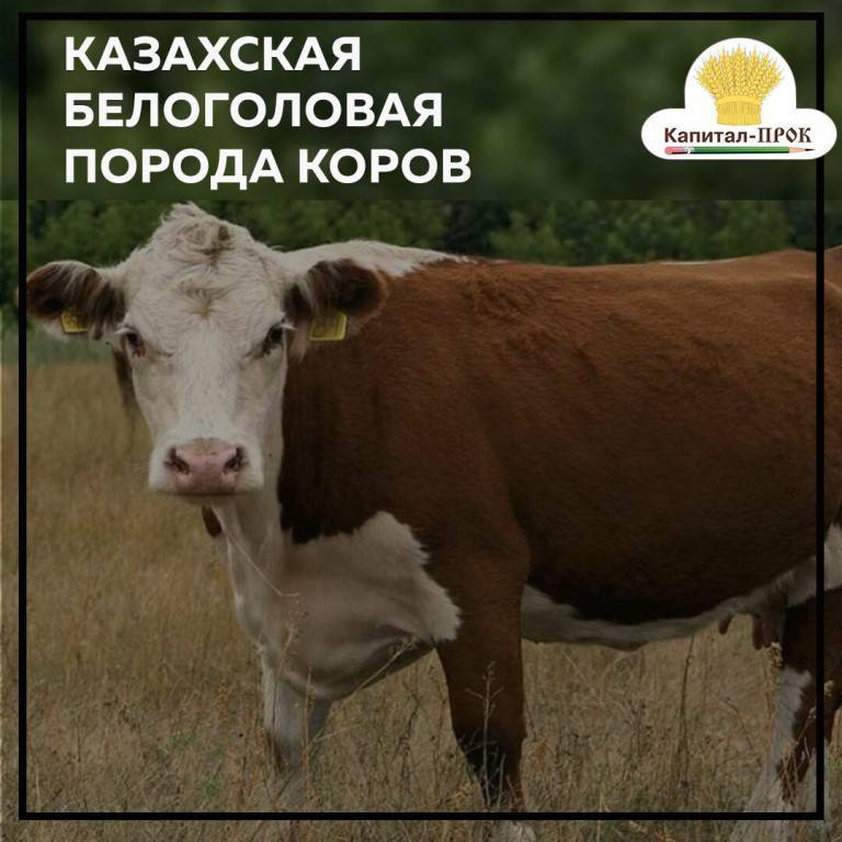 Характеристики пород коров: красная степная и казахская белоголовая; галловейская и индийская, сычевская