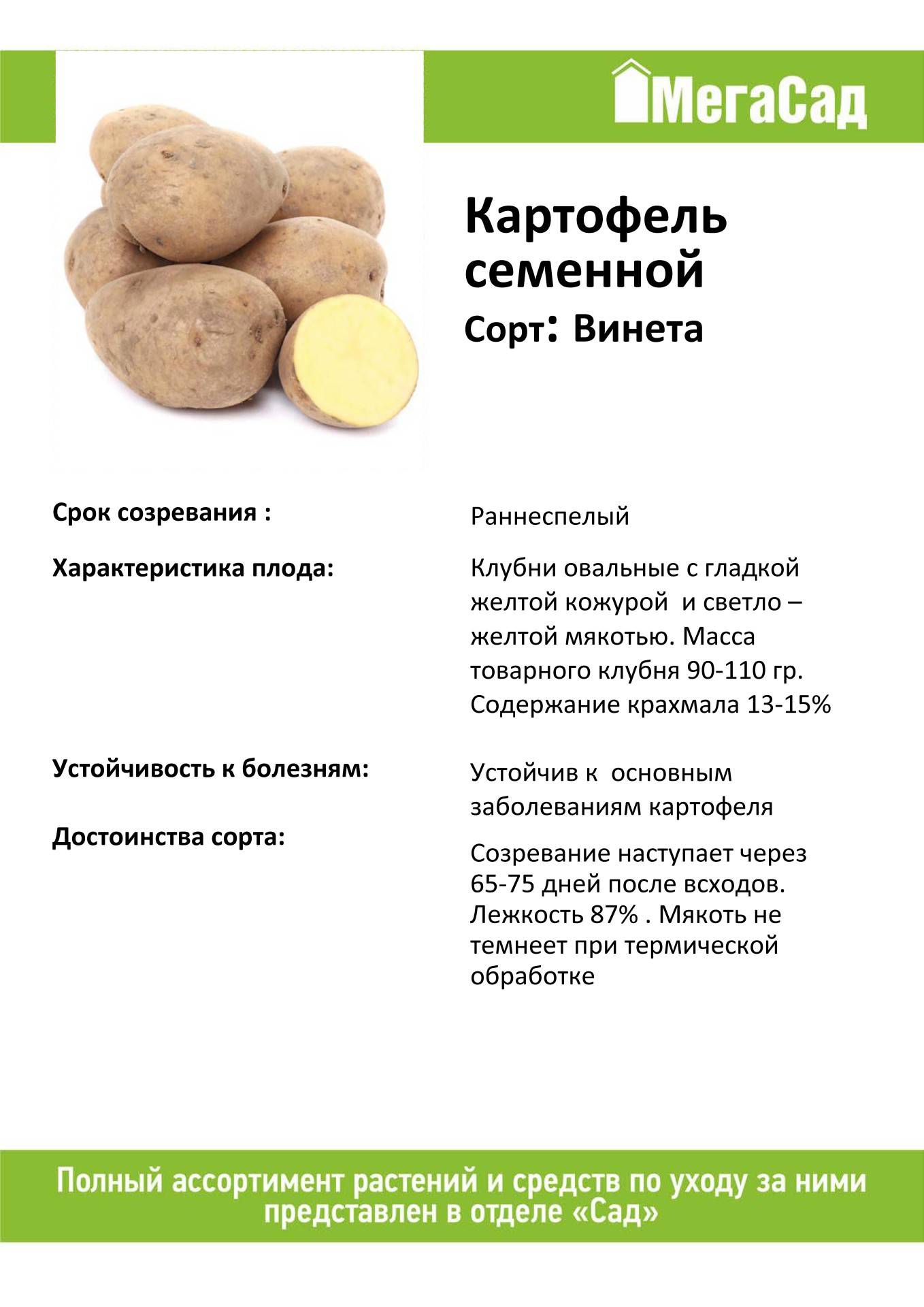 Картофель винета: описание сорта, характеристика, отзывы, фото