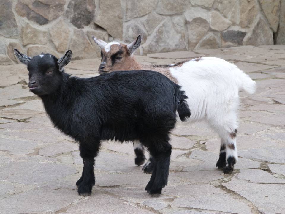 Все про камерунских коз: описание породы, производительность и содержание