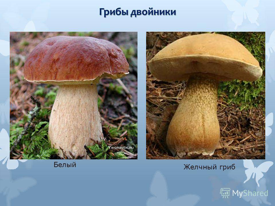 Белый гриб и ложный белый гриб фото