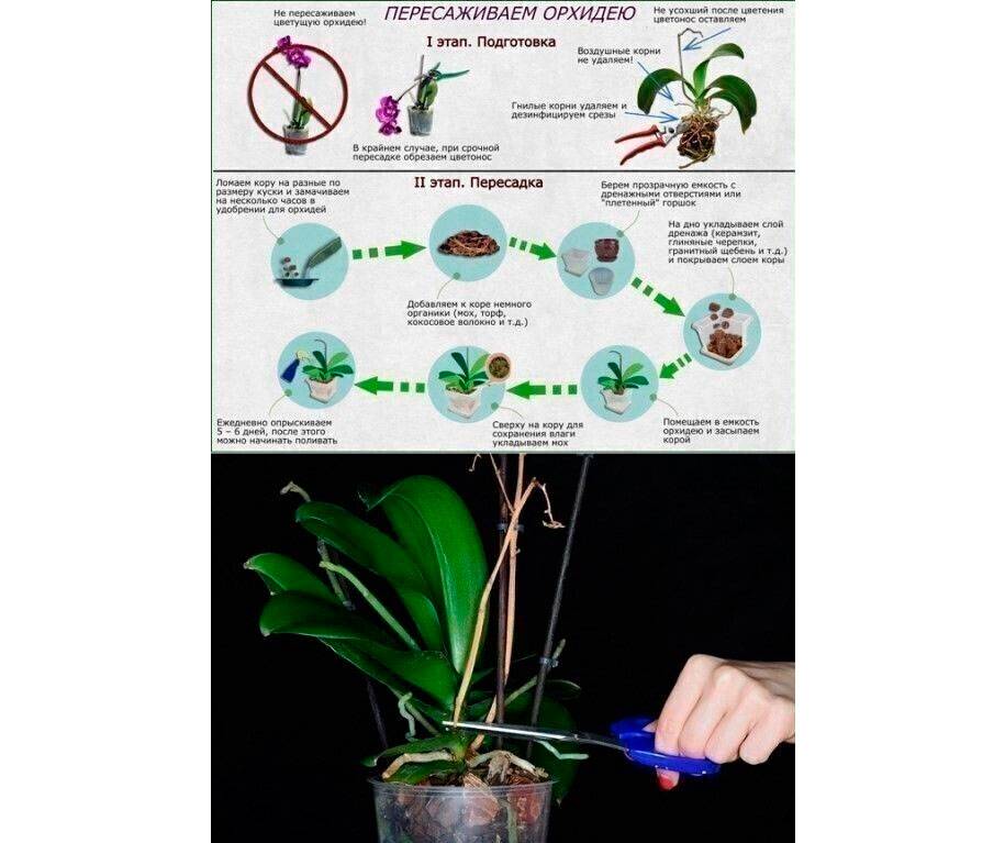 Уход за орхидеей фаленопсис в домашних условиях: как выращивать phalaenopsis