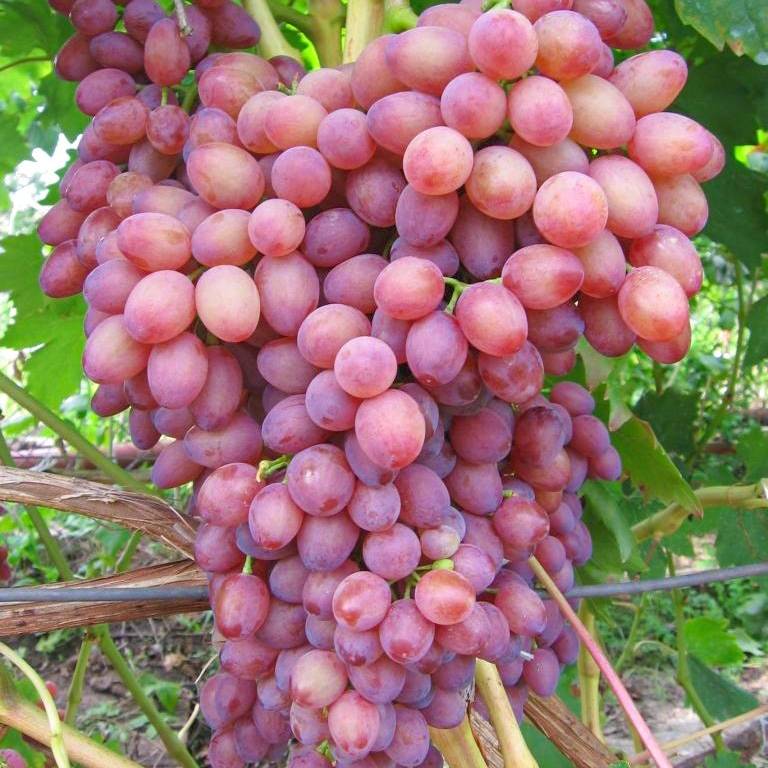 Кишмиш лучистый виноград: описание и характеристика сорта, лучший плодовый