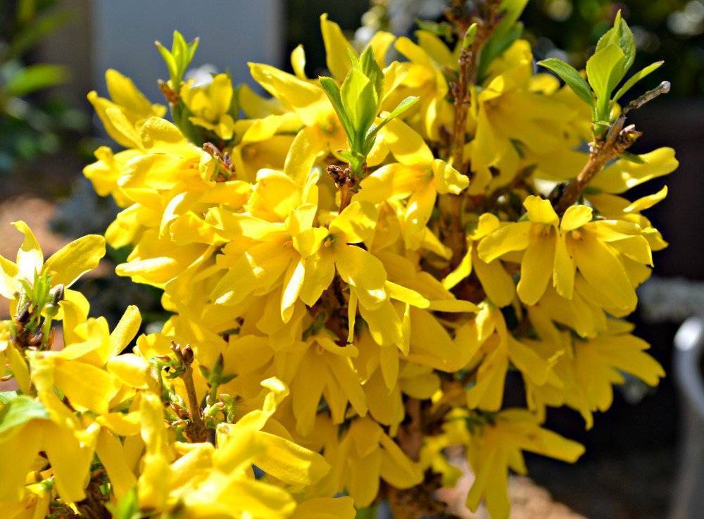 Форзиция промежуточная (Forsythia Intermedia Lynwood c2