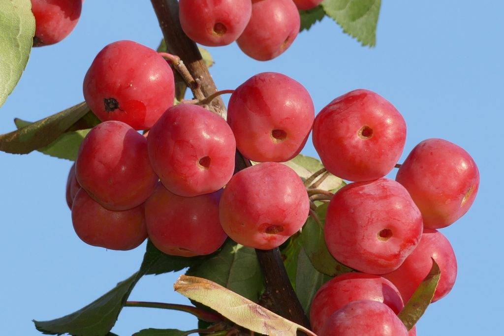 Описание сорта яблони ягодная: фото яблок, важные характеристики, урожайность с дерева