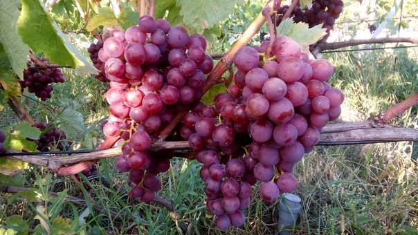 Виноград «русский ранний» - описание сорта, отзывы, посадка и уход