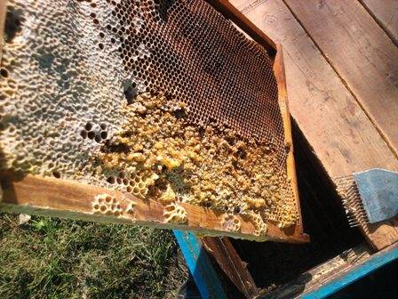 Осенняя подкормка пчел: стимулирующая, когда кормить, как подкормить старым медом, медовой сытой – med-pochtoi.ru