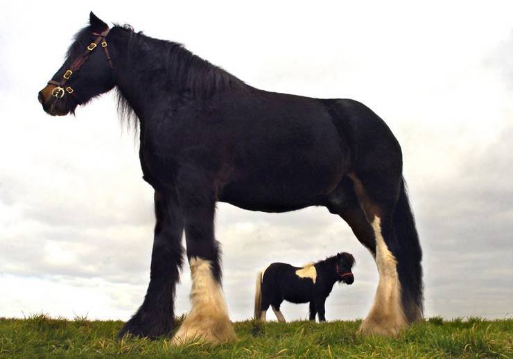 Самые большие лошади в мире (топ- 7 крупных пород + фото)
