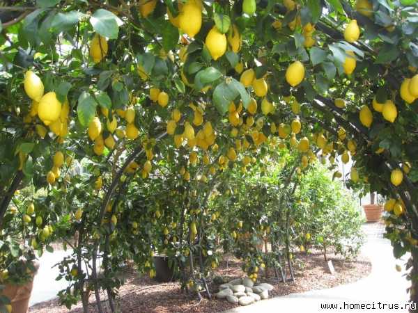 Лимон лунарио | питомник растений