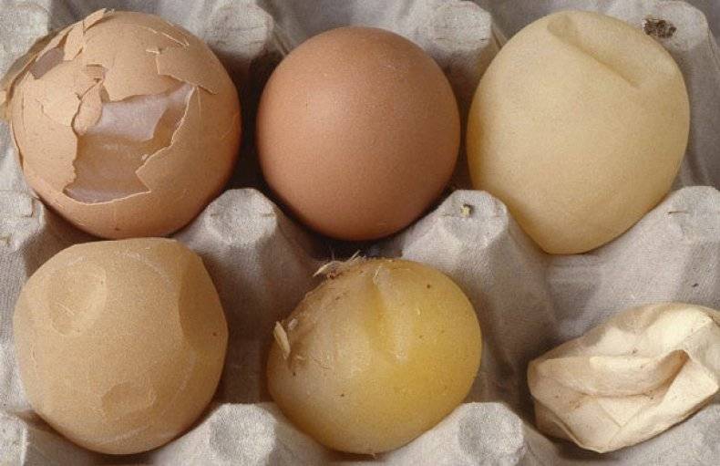 Первая помощь при отравлении яйцами: симптомы, правила оказания | food and health