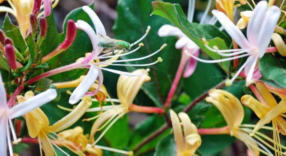 Жимолость японская: Пурпуреа, Ауреоретикулата, Ред Ворлд