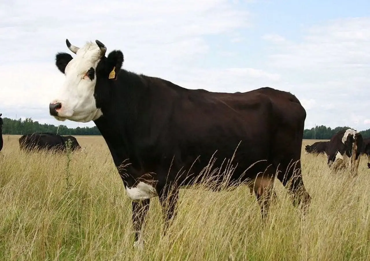 Ярославская порода коров