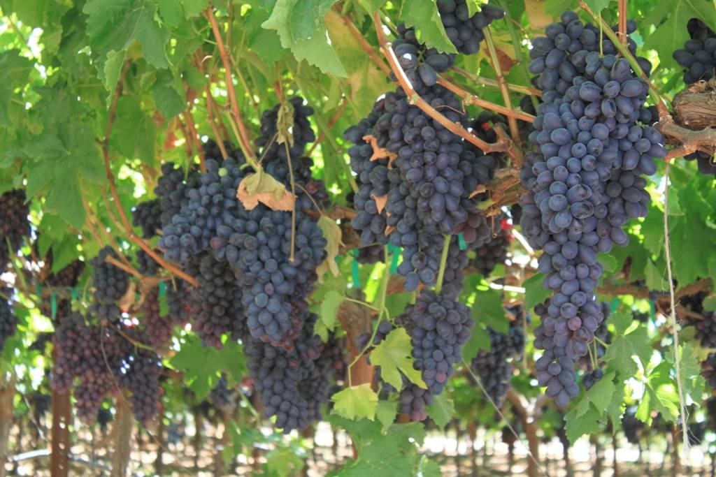 Виноград аттика - мир винограда - сайт для виноградарей и виноделов