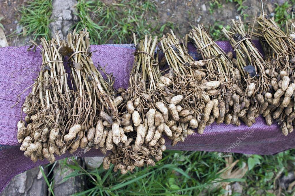 Как вырастить земляной арахис на даче в открытом грунте россии пошагово с видео