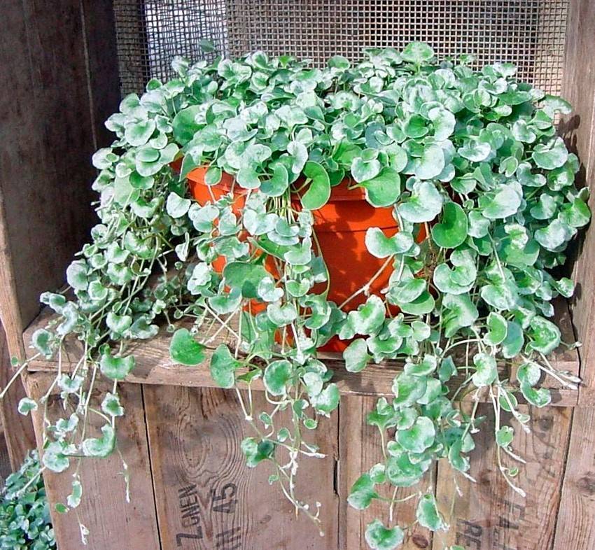 Дихондра изумрудный водопад выращивание из семян в домашних условиях фото