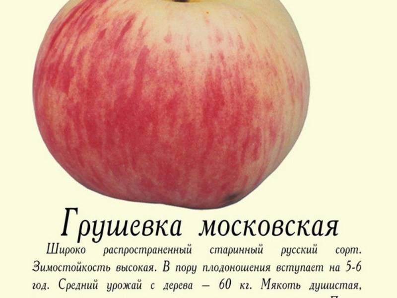 Описание сорта яблони московская грушовка описание фото