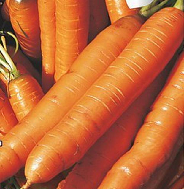 Сорта моркови для урала с описанием, характеристикой и отзывами