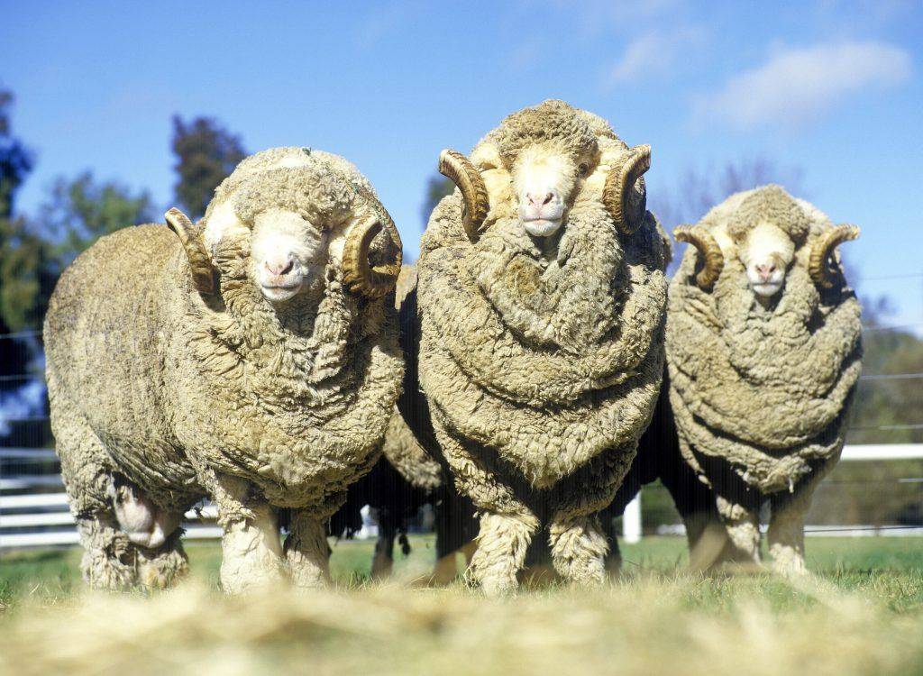 Порода овец меринос: разновидности и особенности ухода
