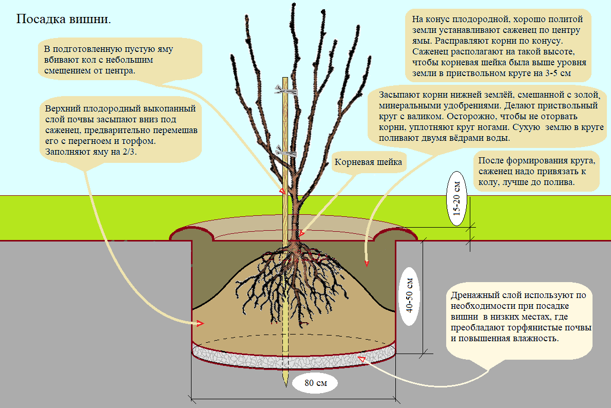 Когда пересаживать плодовые. Правильная посадка саженцев яблони. Схема высадки вишни. Схема посадки саженцев яблони. Посадка саженцев яблони весной.