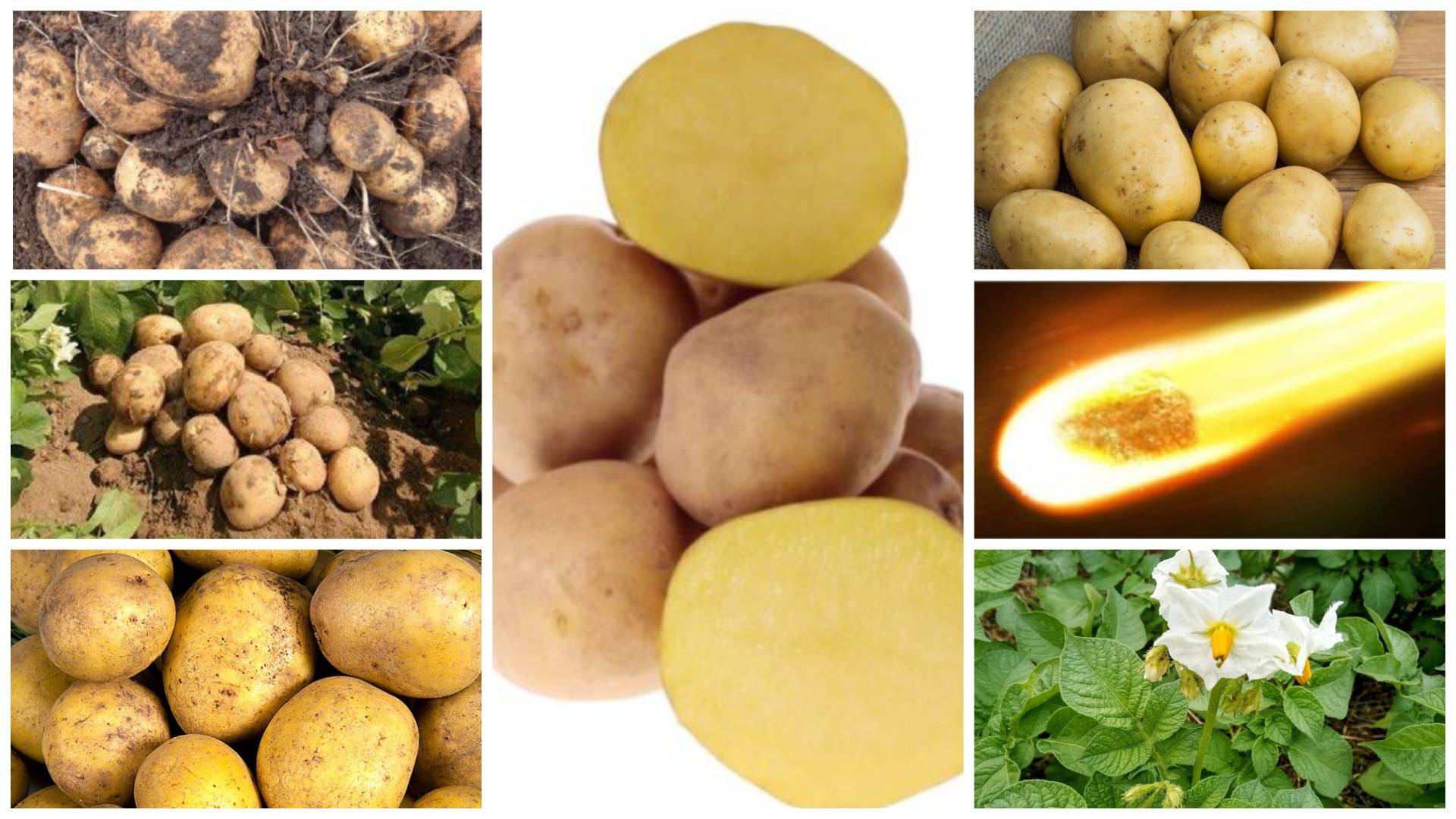Описание отечественного сорта картофеля «метеор»: характеристика и фото