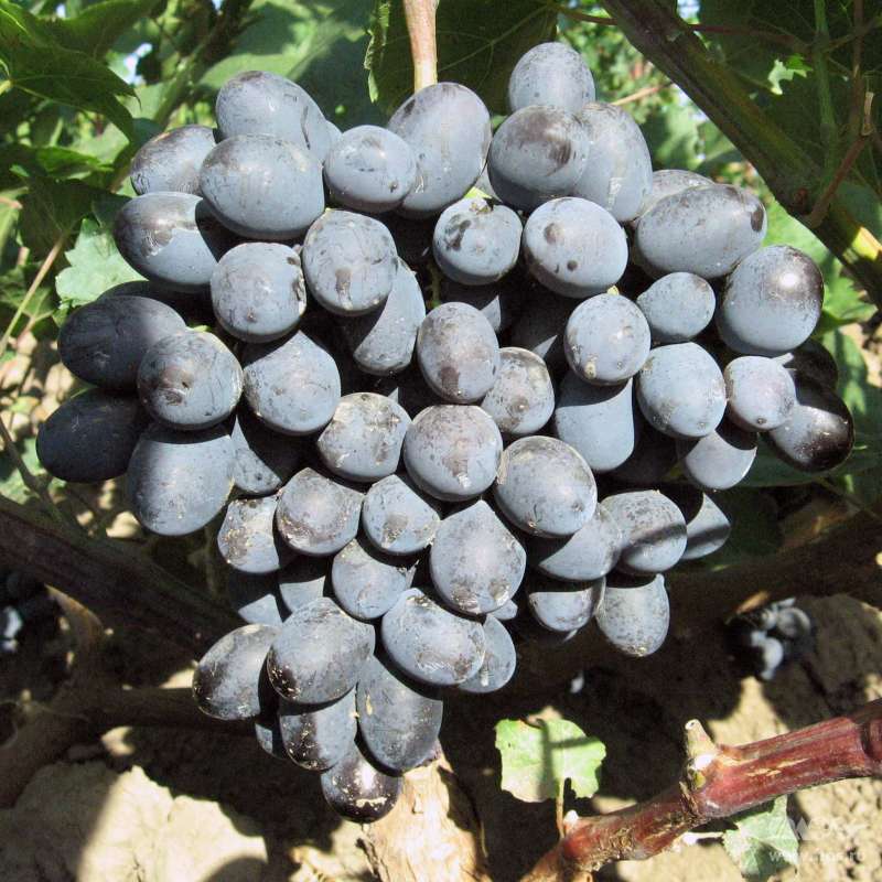 Описание и выращивание столового сорта винограда «гала»