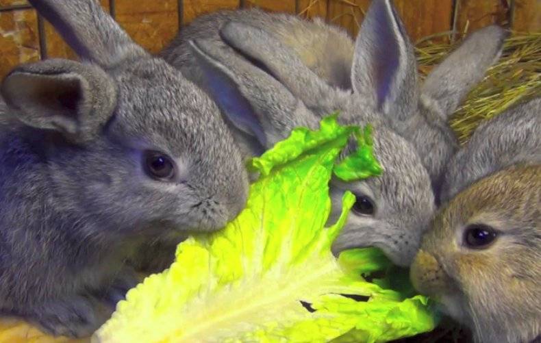 Кролик с капустой. Кроличья капуста. Кролик ест капусту. Кролик с капустного огорода. Можно давать кроликам капусту